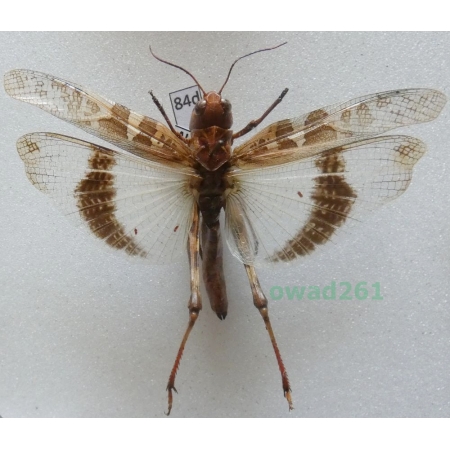 Orthoptera2 sp. Albania84d